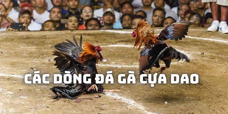 Những dòng kê thường được lắp cựa dao để đưa vào thi đấu