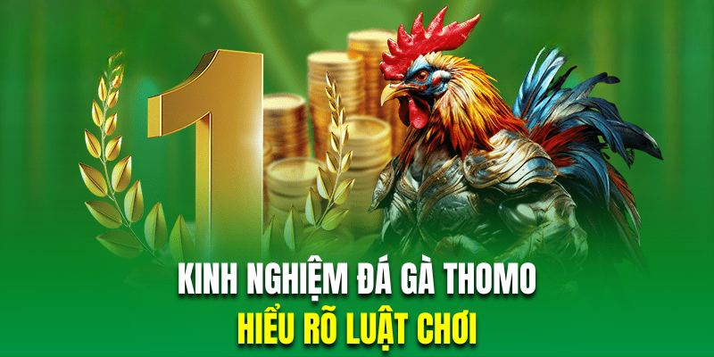 Hội viên hiểu rõ quy luật chọi kê Thomo thì sẽ chiến thắng dễ dàng hơn