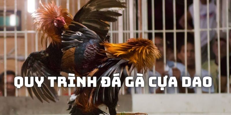 Các công đoạn chính trong mỗi trận chiến đấu linh vật