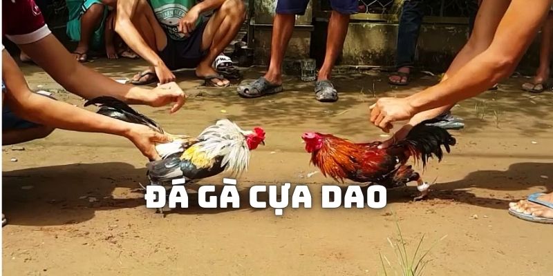 Đá Gà Cựa Dao