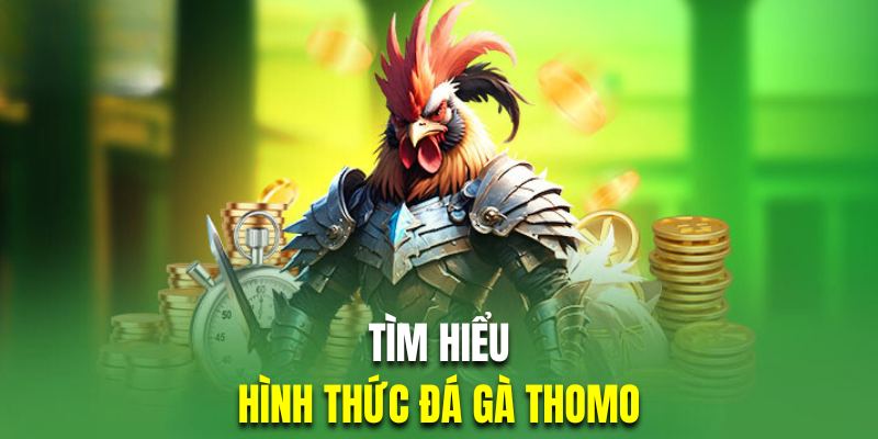 Giới thiệu hình thức chọi kê Thomo đẳng cấp